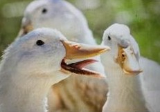 DUCKS